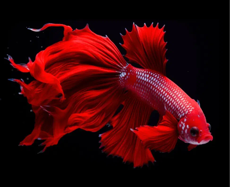 ماهی فایتر هافمون نروماده|ماهی|تهران, افسریه شمالی|دیوار