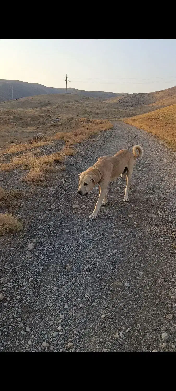 سگ عراقی گله ای|سگ|نوشین شهر, |دیوار