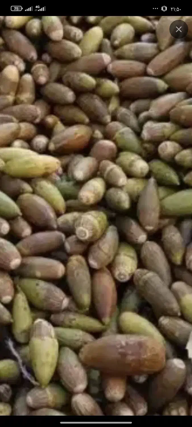 فروش 10000هزار کیسه بلوط|خوردنی و آشامیدنی|بازفت, |دیوار