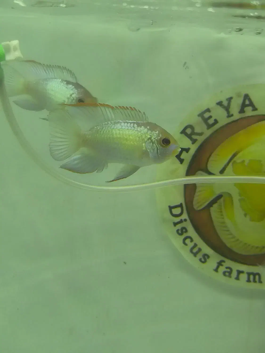 فروش ماهی بلو آکارا و پرت پلار|ماهی|مشهد, انقلاب|دیوار