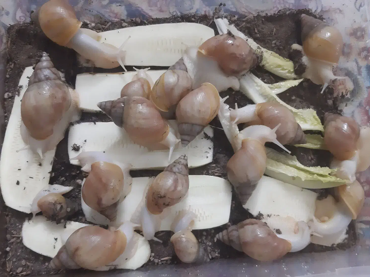 حلزون با پایین ترین قیمت|خزنده|مشهد, آپارتمان های مرتفع|دیوار