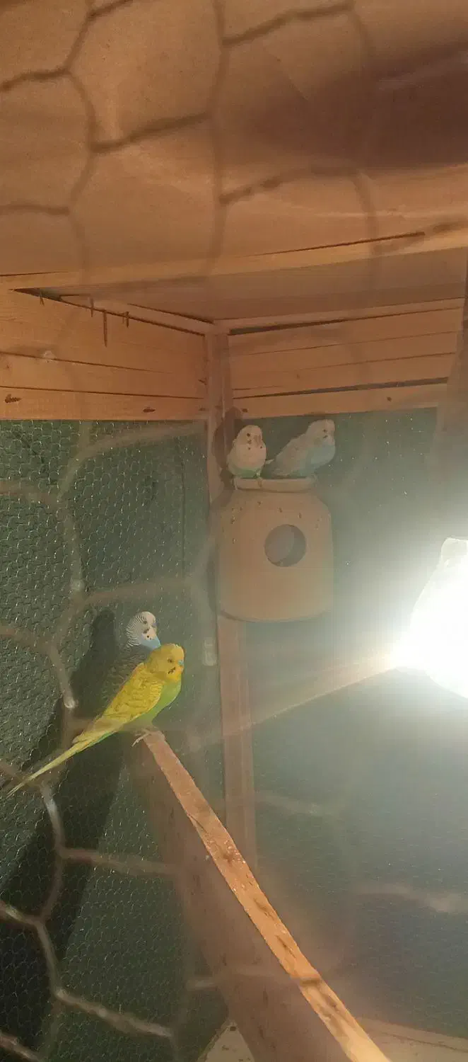 قفس با مرغ عشق|لوازم جانبی حیوانات|سراوان, |دیوار