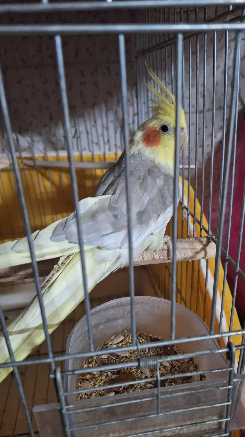 عروس هلندی|پرنده|اراک, |دیوار