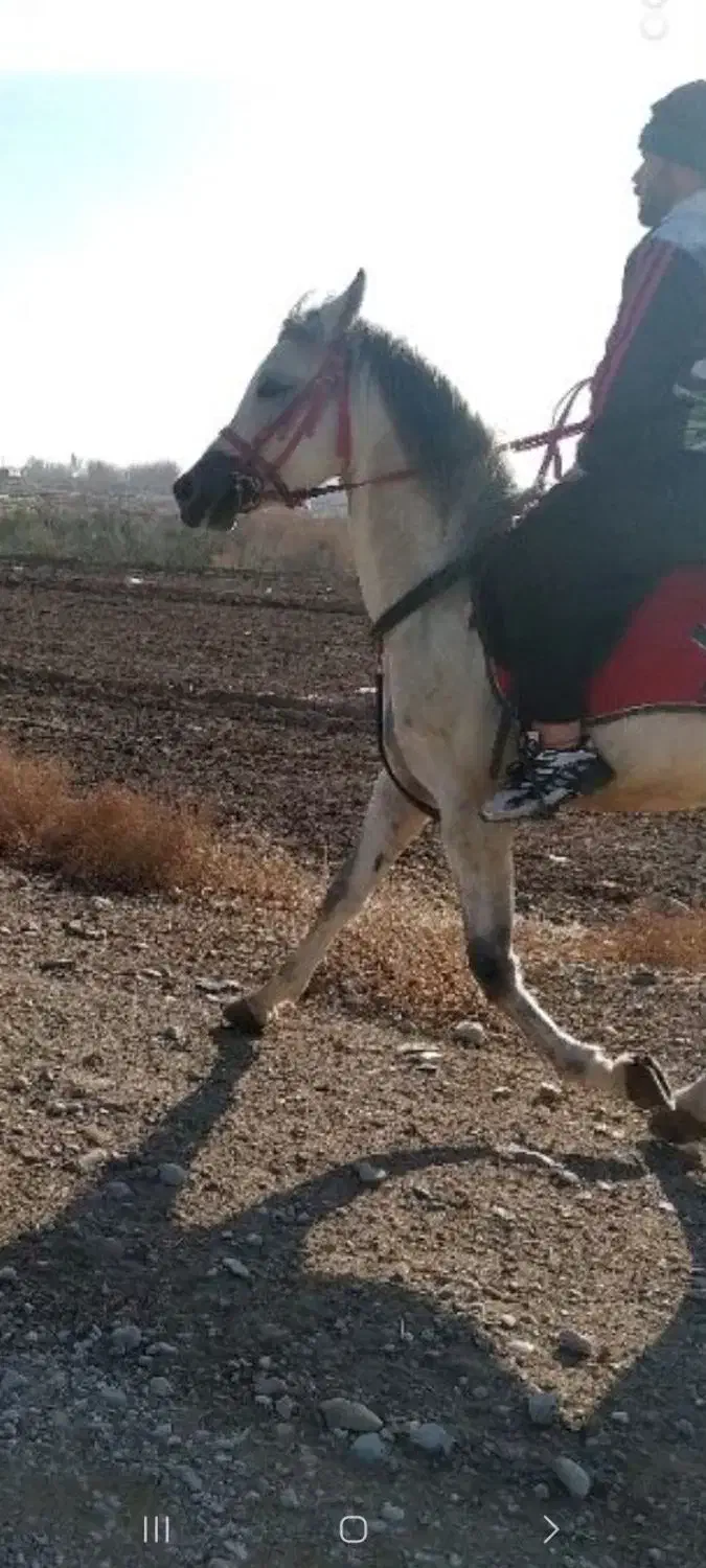 اسب|اسب و تجهیزات اسب‌سواری|پیشوا, |دیوار