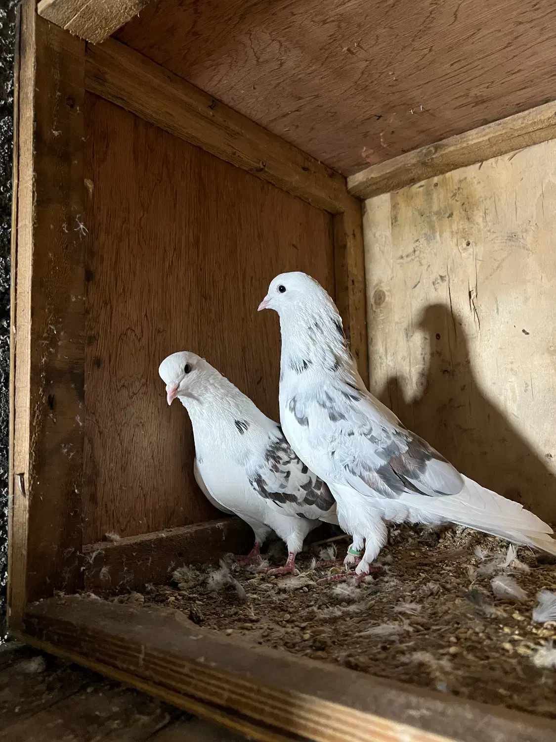 کبوتر|پرنده|گرگان, |دیوار