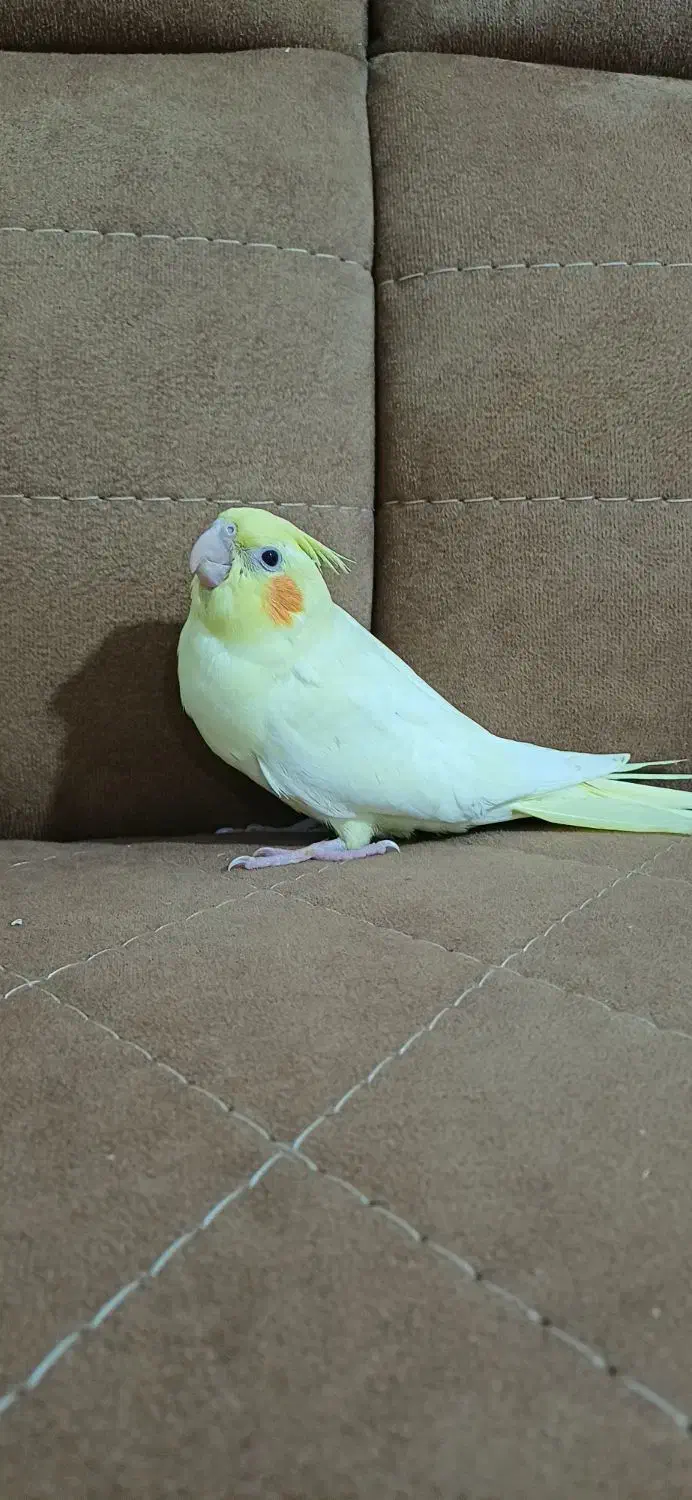 عروس هلندی 1ماهه|پرنده|کوچصفهان, |دیوار