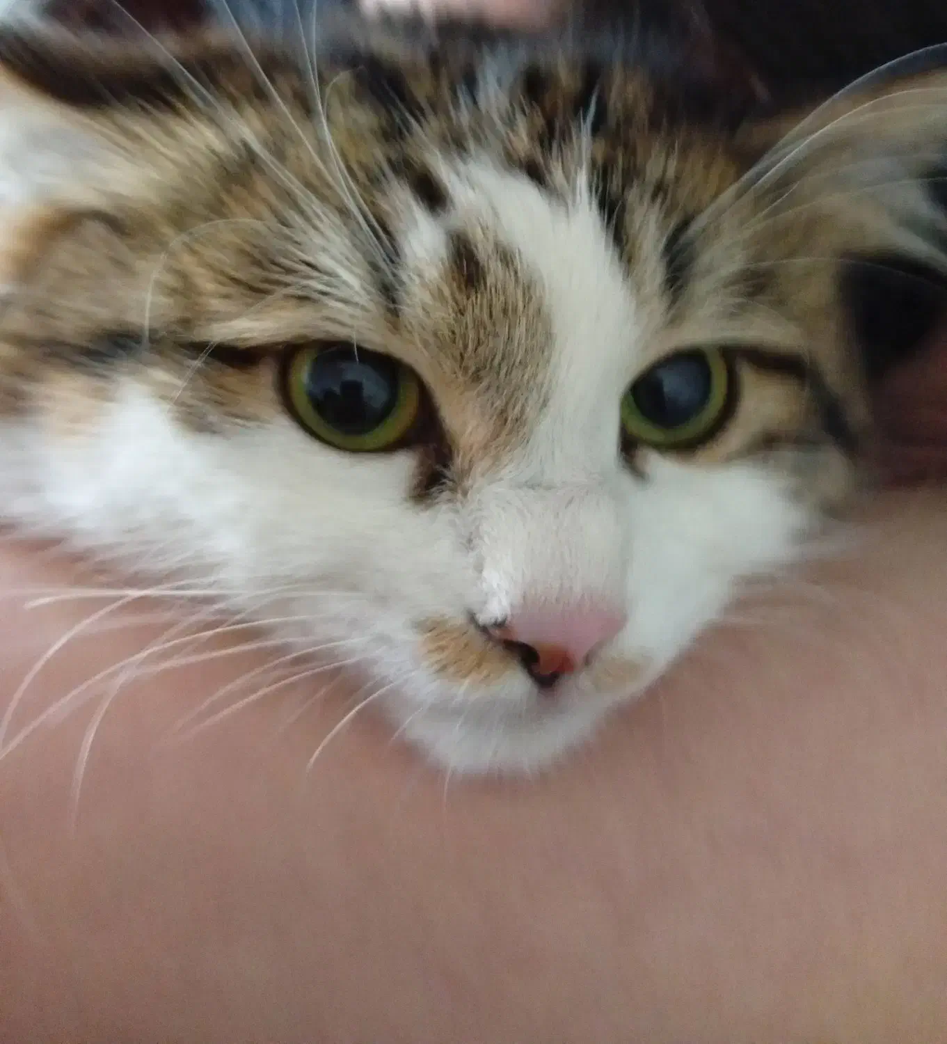 واگذاری گربه نر|گربه|اصفهان, بهارستان|دیوار