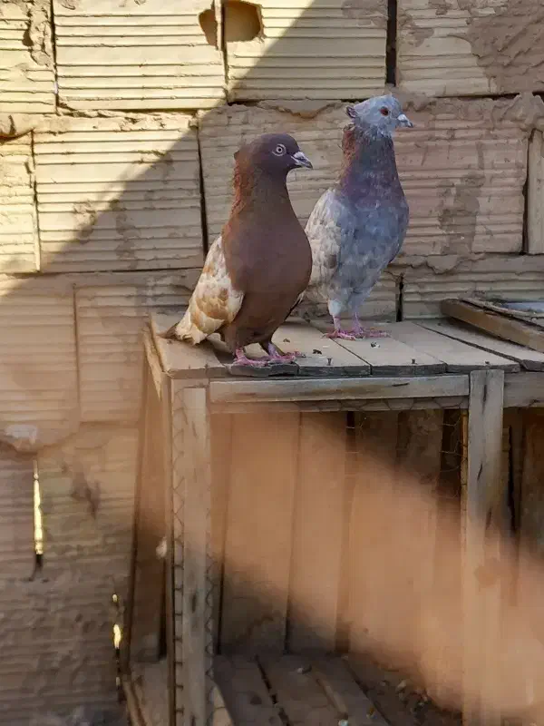 کفتر حسابی|پرنده|قم, ولیعصر|دیوار