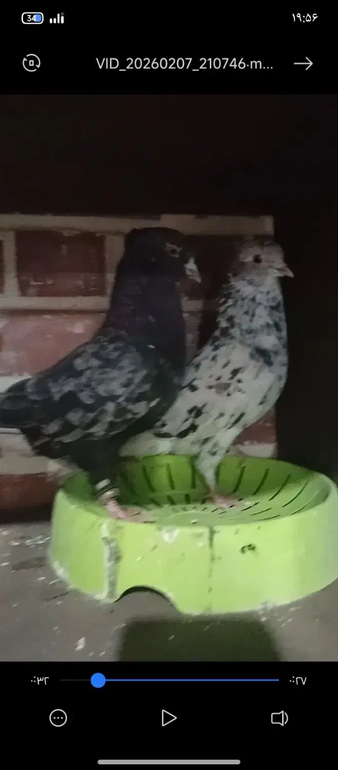 کبوتر|پرنده|سیرجان, |دیوار