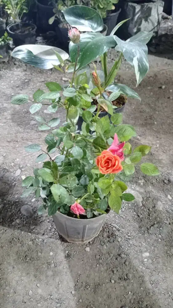 فروش گل|گل و گیاه طبیعی|میناب, |دیوار