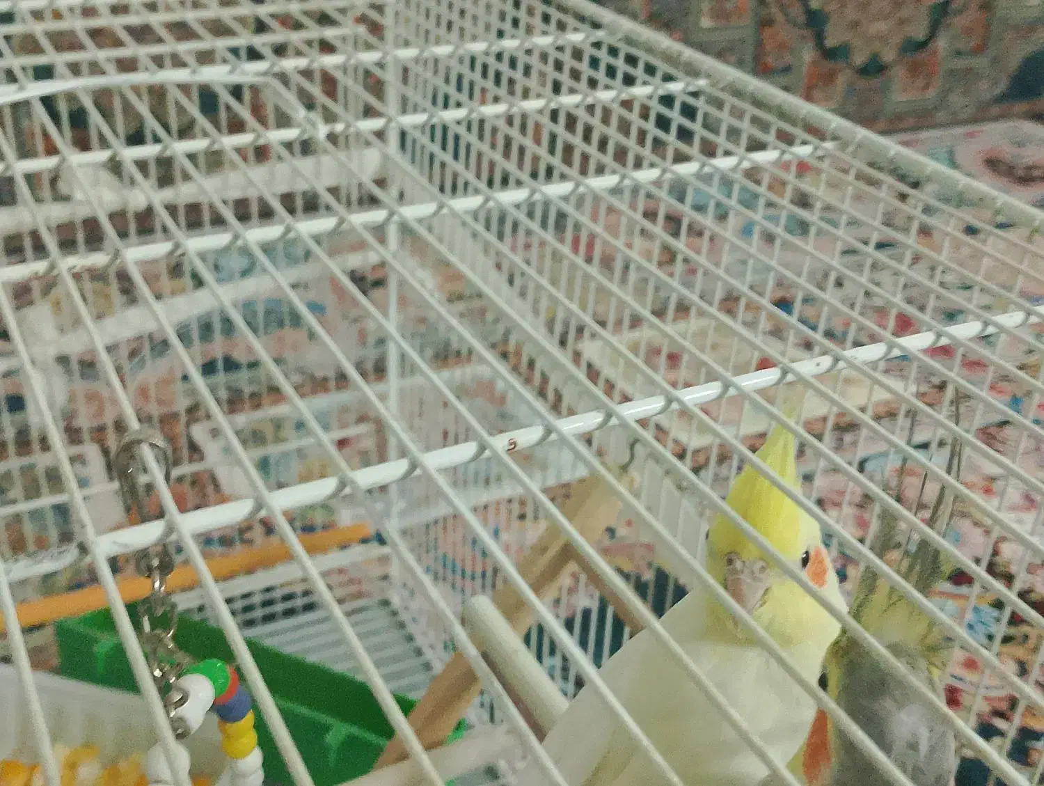 عروس هلندی|پرنده|قائن, |دیوار