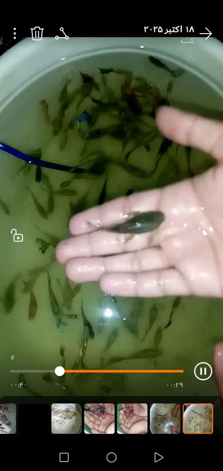 ماهی کت پوزه ای|ماهی|تربتحیدریه, ابوذر|دیوار