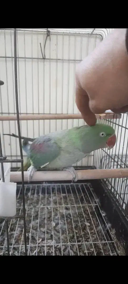 شاه طوطی رام رخ در رخ سخنگو|پرنده|ساری, |دیوار