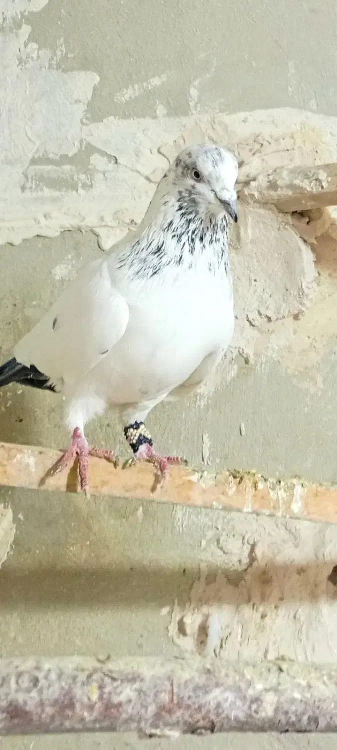 کبوتر|پرنده|کرمانشاه, |دیوار