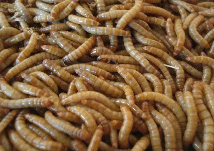 میلورم زنده و خشک و لارو مگس سرباز خشک|لوازم جانبی حیوانات|اهواز, زندوکیلی|دیوار