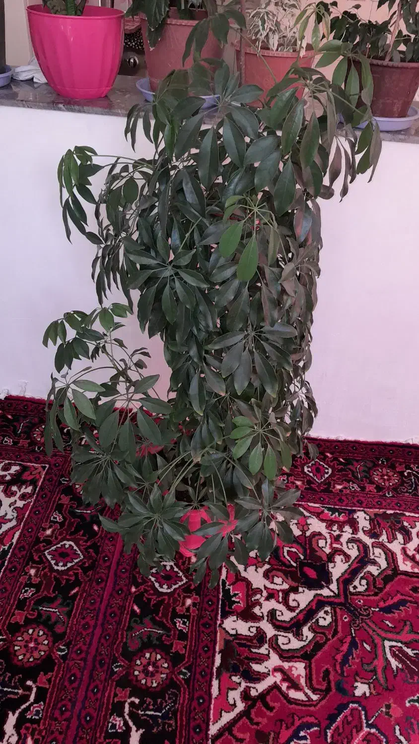 گل طبیعی شفلرا|گل و گیاه طبیعی|سهند, |دیوار