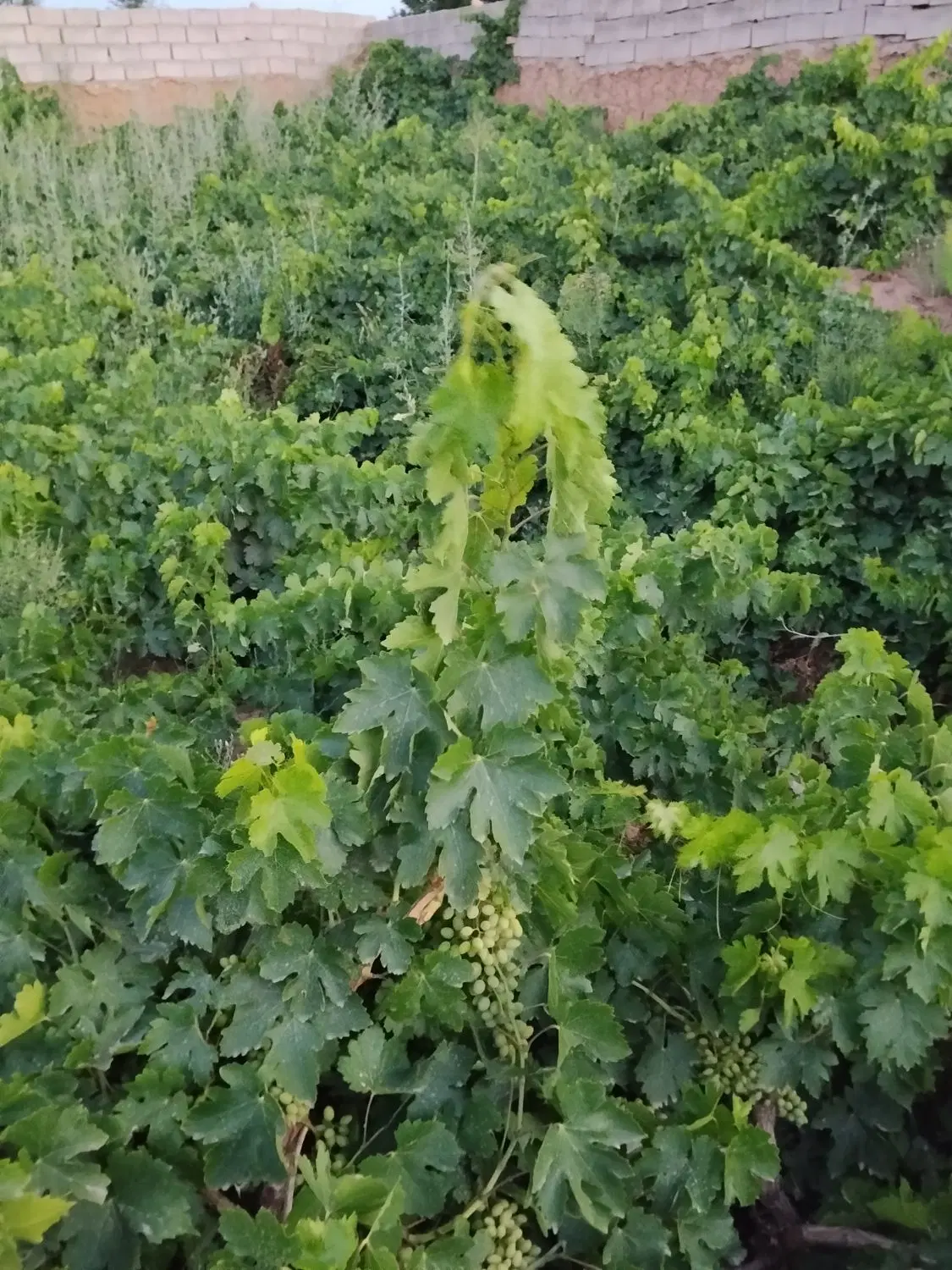 غوره|خوردنی و آشامیدنی|نیشابور, دربقاضی|دیوار