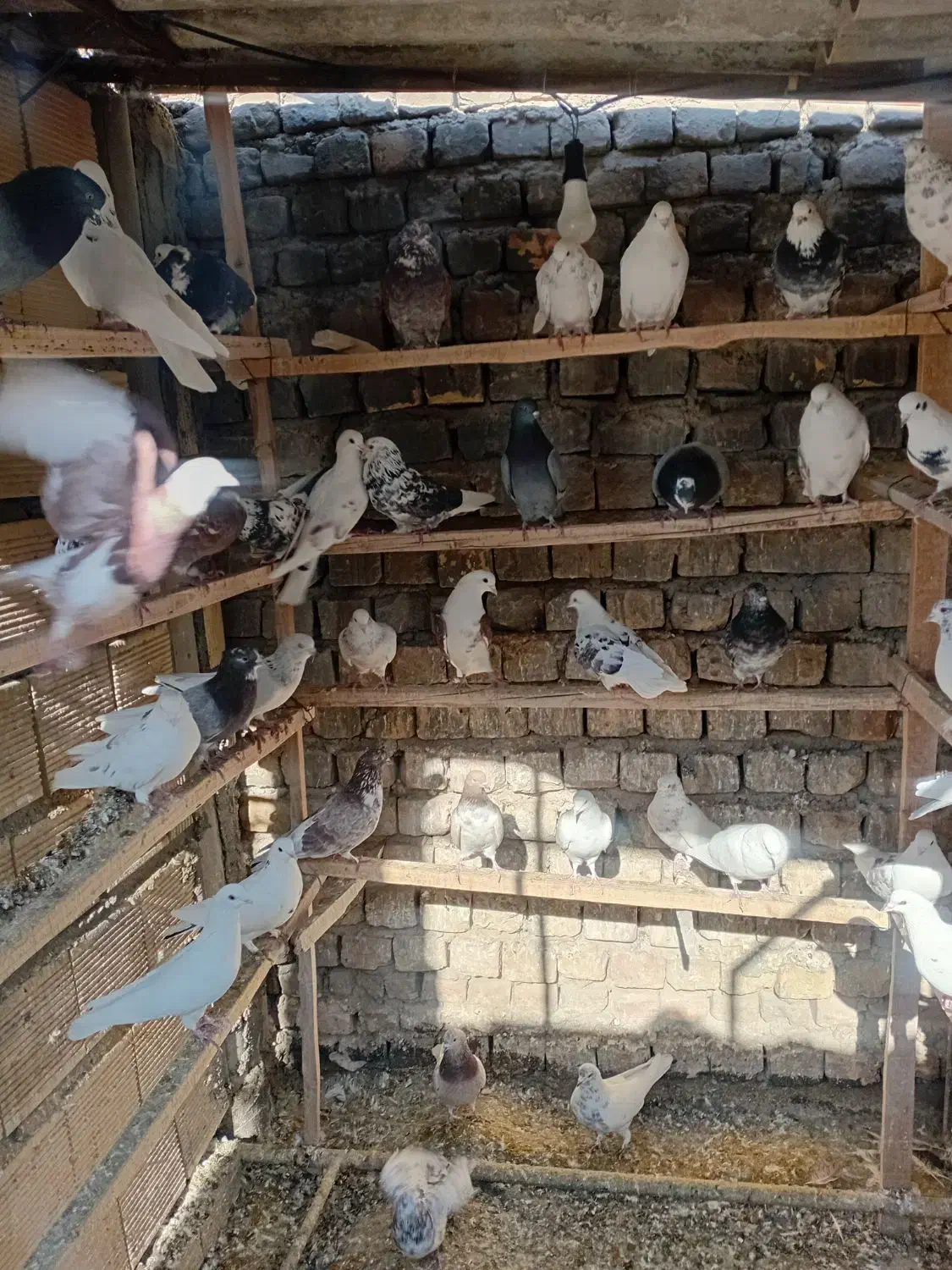 کبوتر|پرنده|اصفهان, زاجان|دیوار