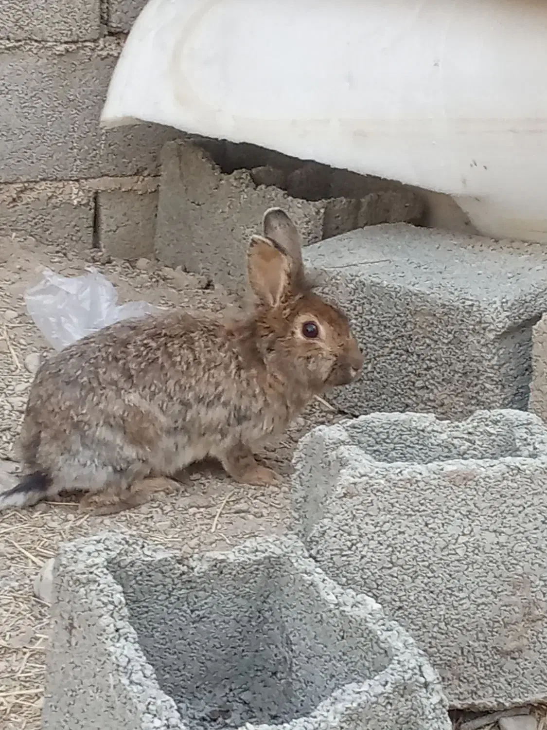 ته ارزونی خرگوش لوپ  دونه ۲۷۰|موش و خرگوش|ماهدشت, |دیوار