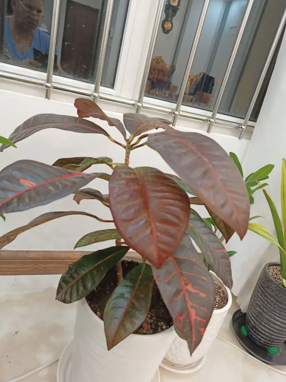 گل آپارتمانی و تزیینی|گل و گیاه طبیعی|مشهد, جاهد شهر|دیوار