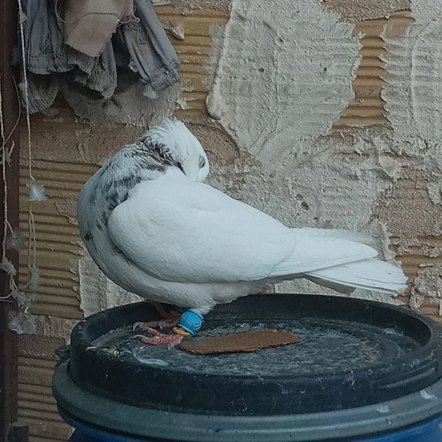 پرنده جوان رنگی خوب آینده دار قیمتمناسب|پرنده|اقبالیه, |دیوار