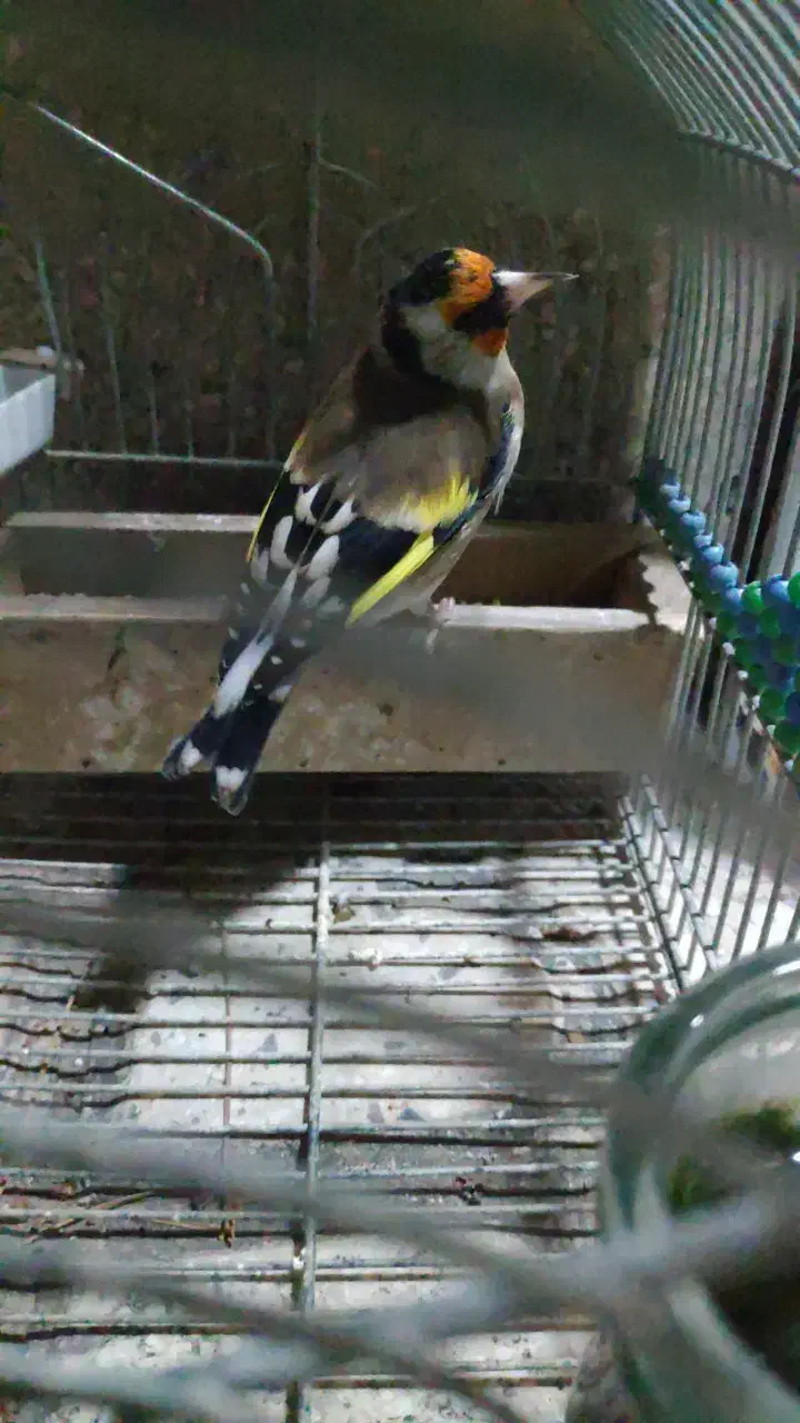 سهره دورگ|پرنده|شیراز, میرزاکوچک خان|دیوار