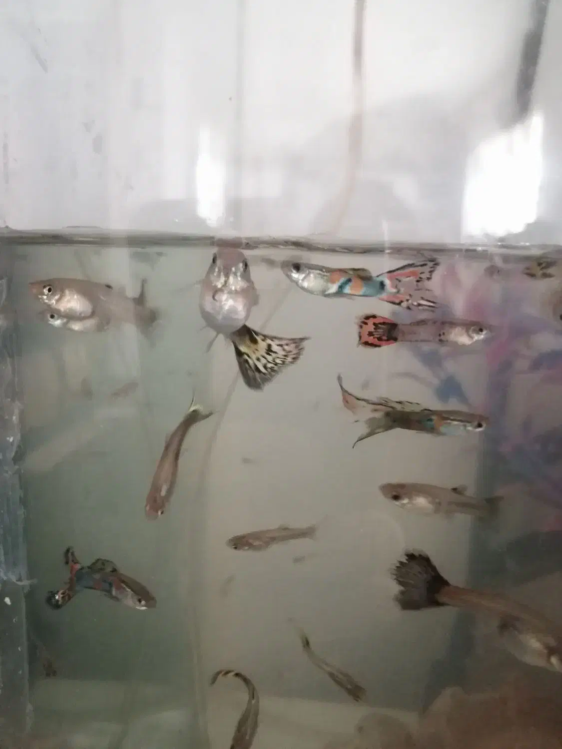 ماهی گوپی جفتی 50 یک نر و یک ماده ‌مولد|ماهی|اسلام‌‌آباد غرب, |دیوار