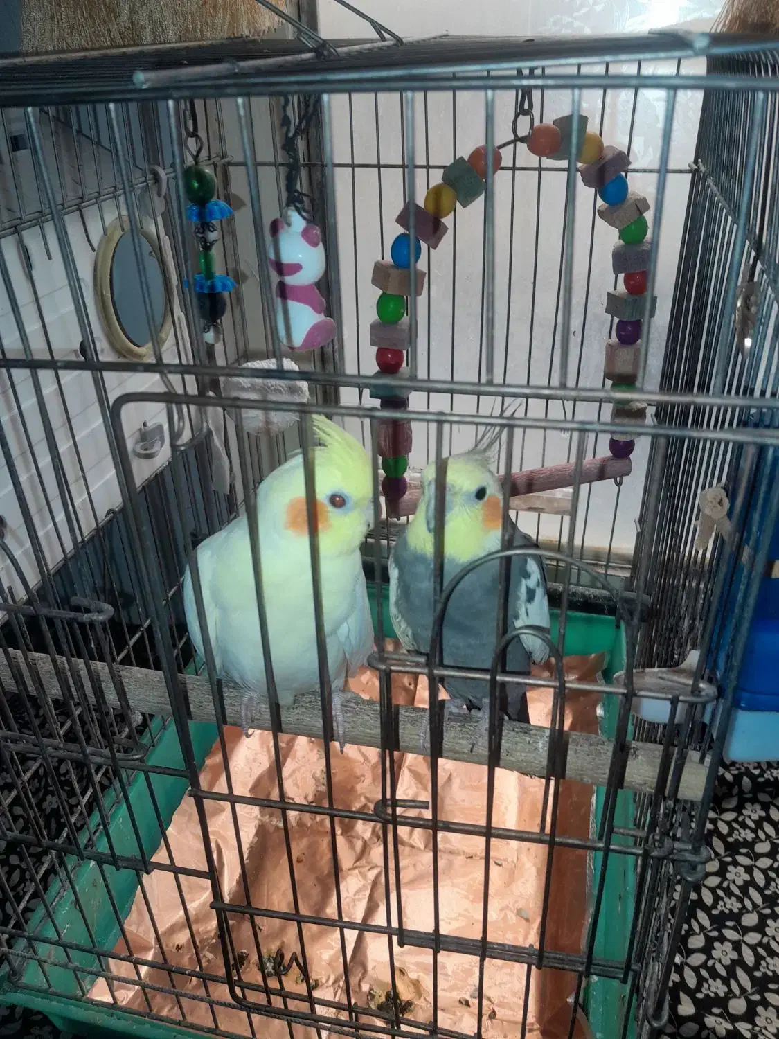 جفت عروس هلندی مولد هستن|پرنده|پاکدشت, پاکدشت (مامازند)|دیوار