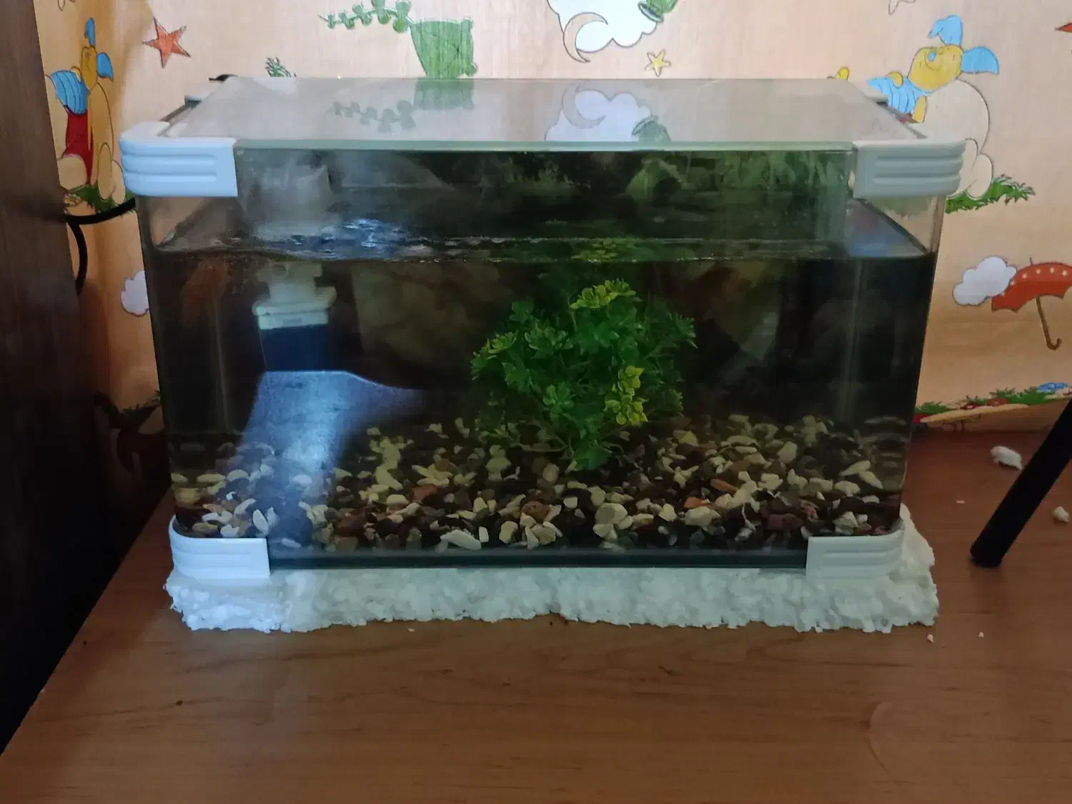 آکواریوم|ماهی|بهبهان, |دیوار