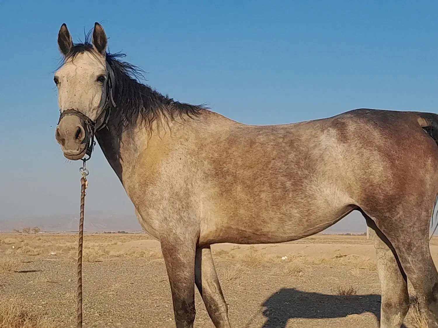 فروشی|اسب و تجهیزات اسب‌سواری|سیرجان, |دیوار