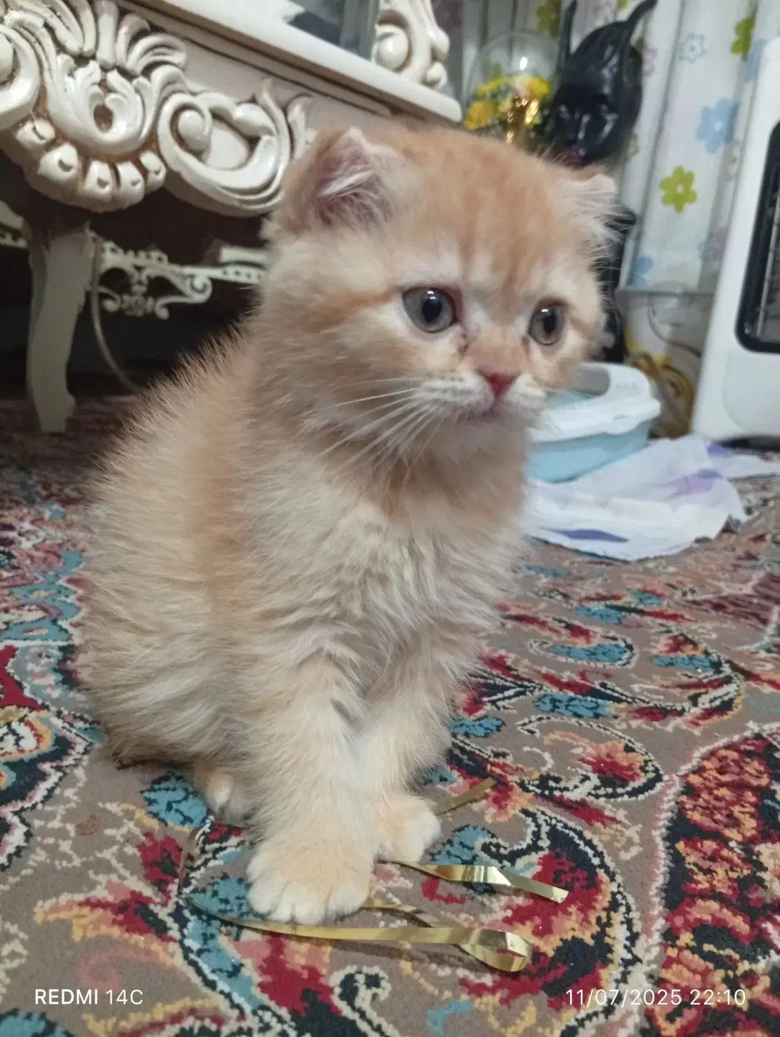 بچه گربه  اسکاتیش|گربه|لنگرود, |دیوار