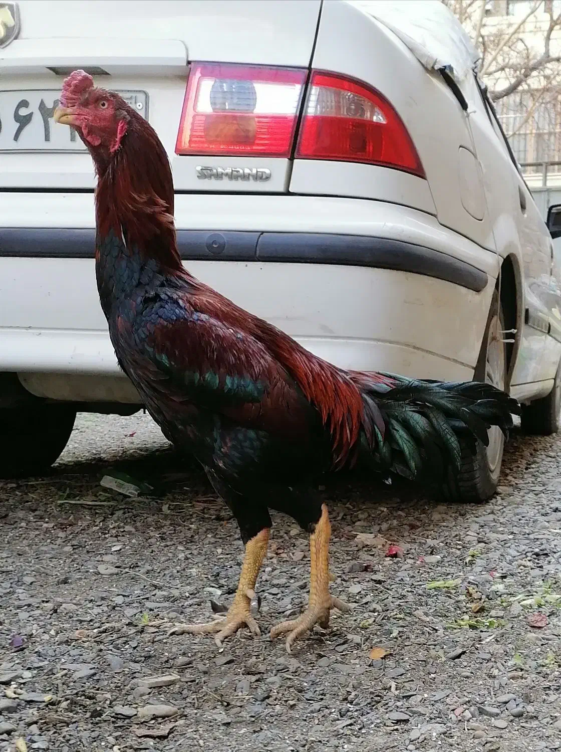 خروس و مرغ اصیل لاری|حیوانات مزرعه|قاسم‌آباد (خواف), |دیوار