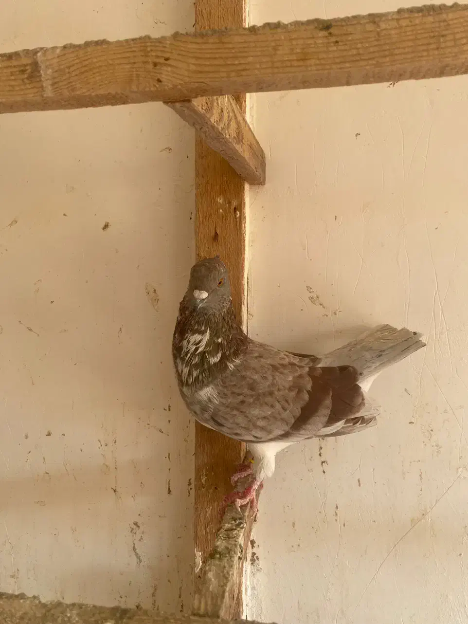 کبوتر|پرنده|رشت, پیله داربن|دیوار