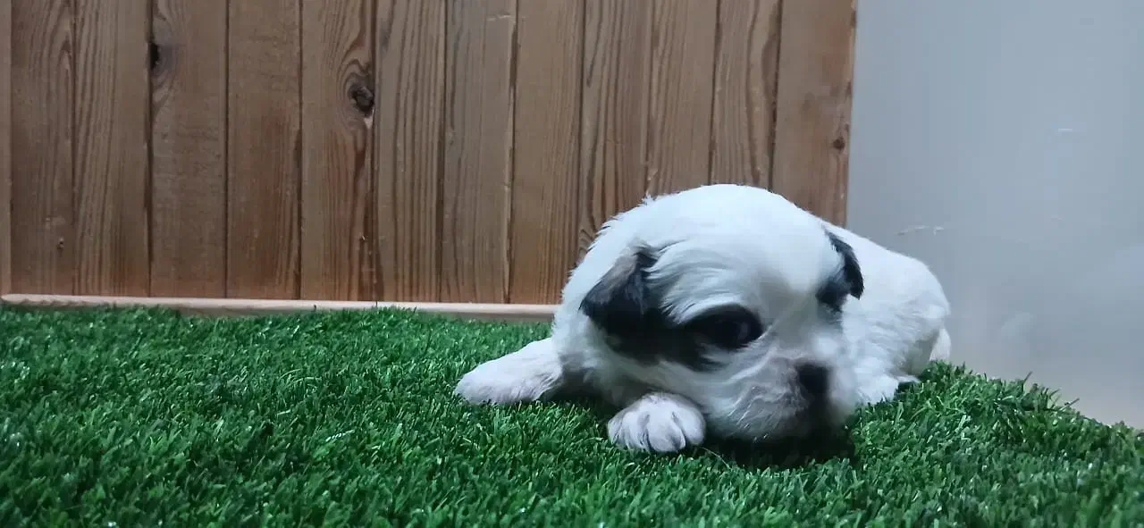 واگذاری توله شیتزو فلت|سگ|زرگرشهر, |دیوار