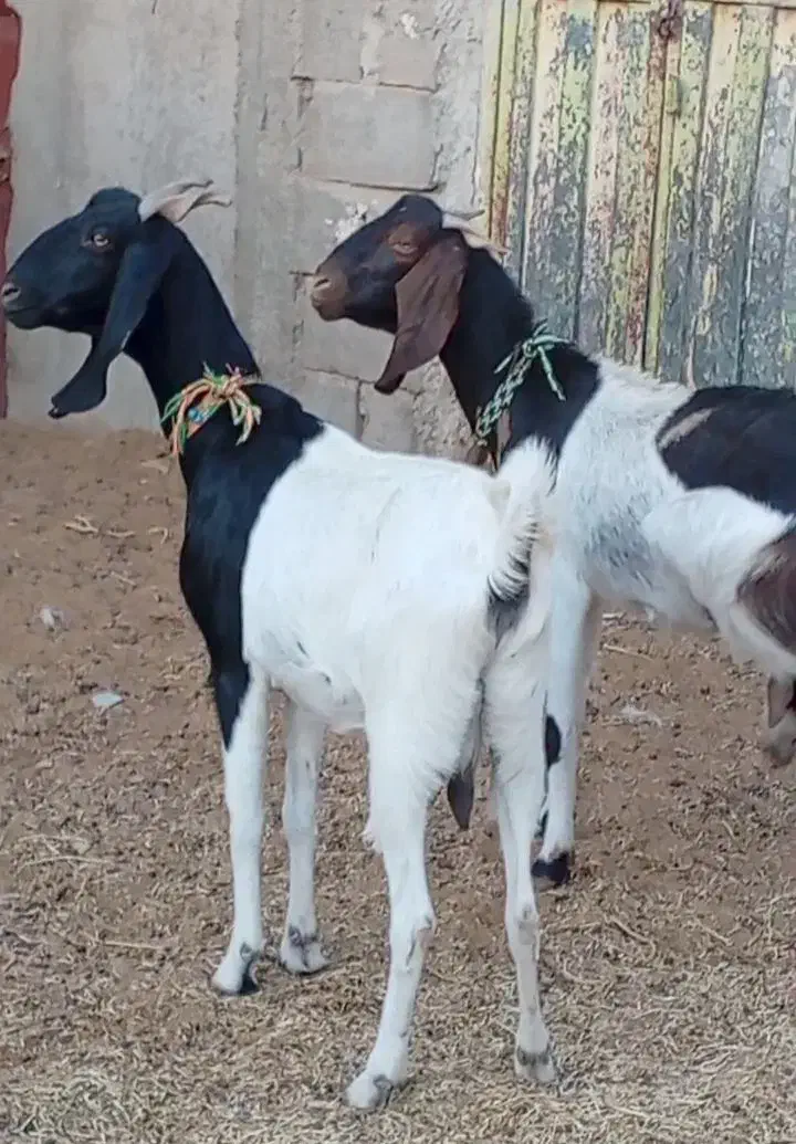 فروش 2راس شاه بز پاکستانی|حیوانات مزرعه|بردسکن, |دیوار