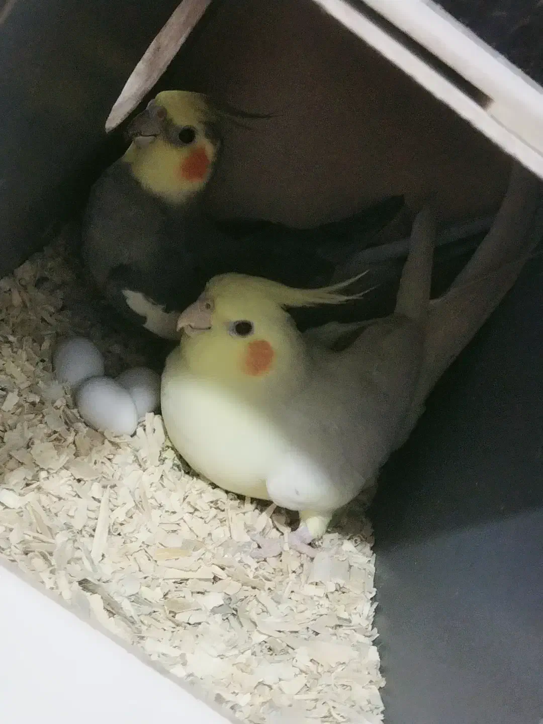 عروس هلندی مولد|پرنده|ورامین, شهرک مدرس|دیوار