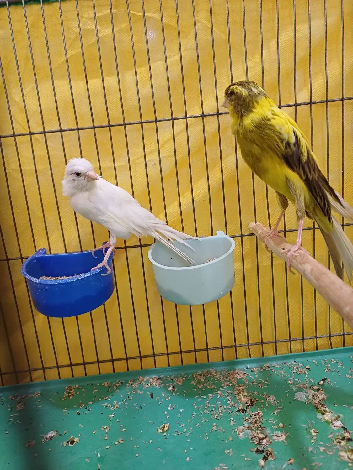 قناری|پرنده|فریم, |دیوار