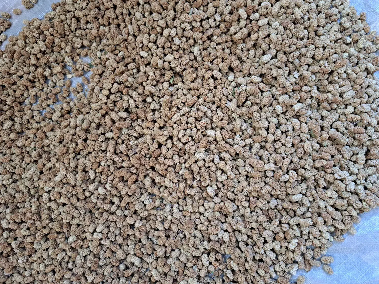 توت خشک|خوردنی و آشامیدنی|شیراز, فرهنگ شهر|دیوار