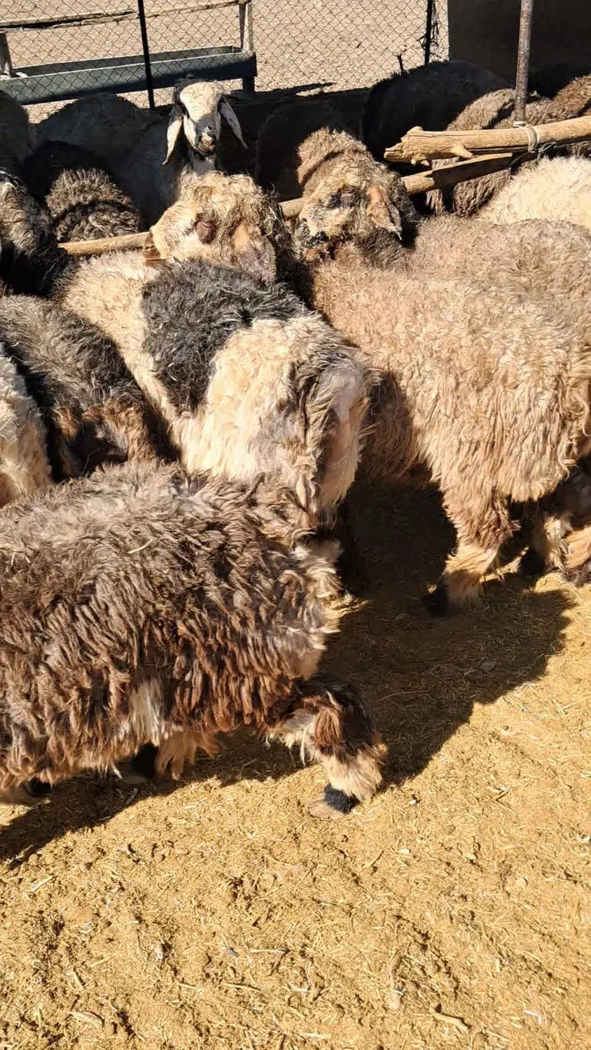 بره کشتاری چاق|حیوانات مزرعه|اقلید, |دیوار