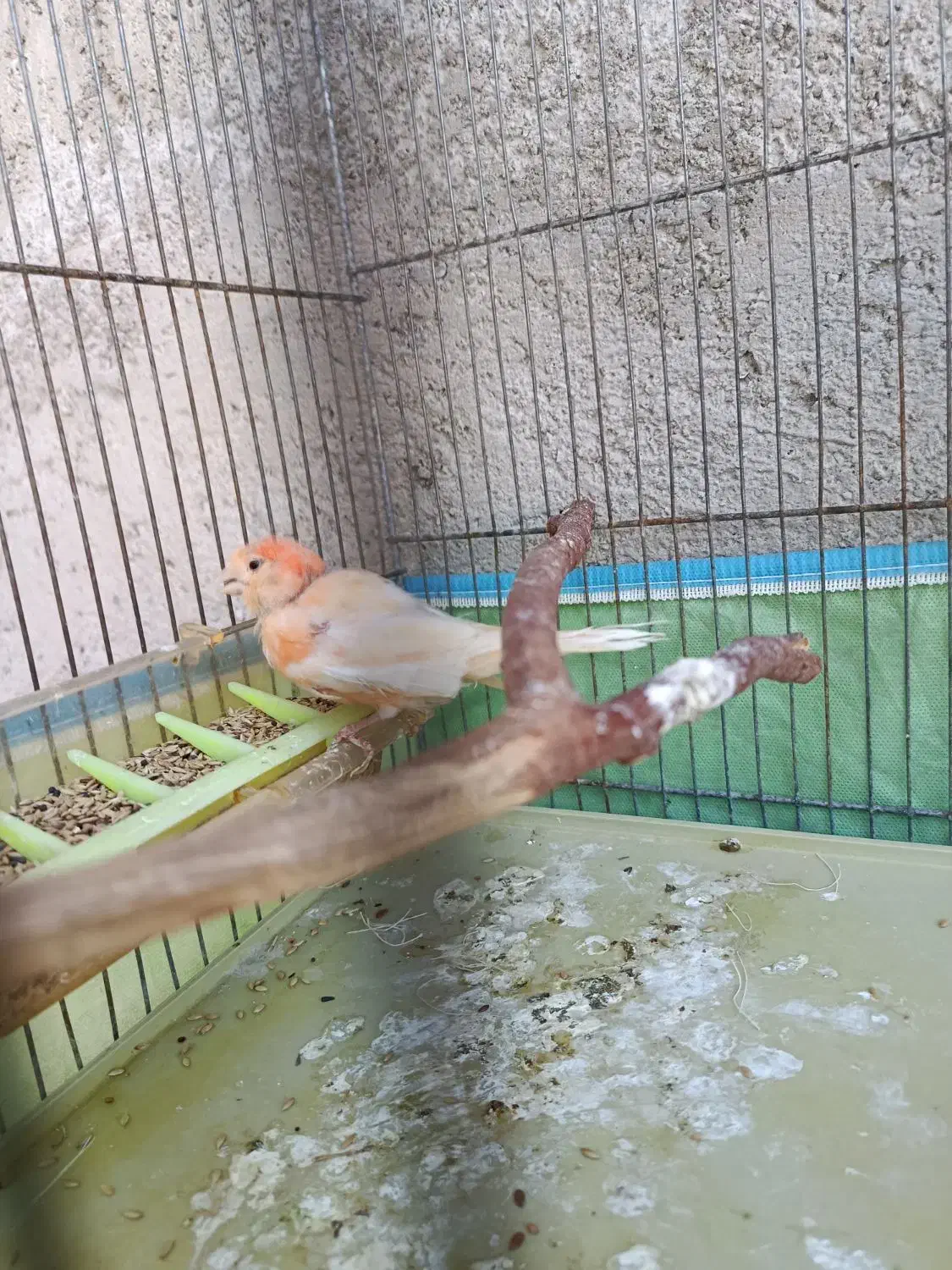 قناری ماده|پرنده|فیروزآباد (فارس), |دیوار