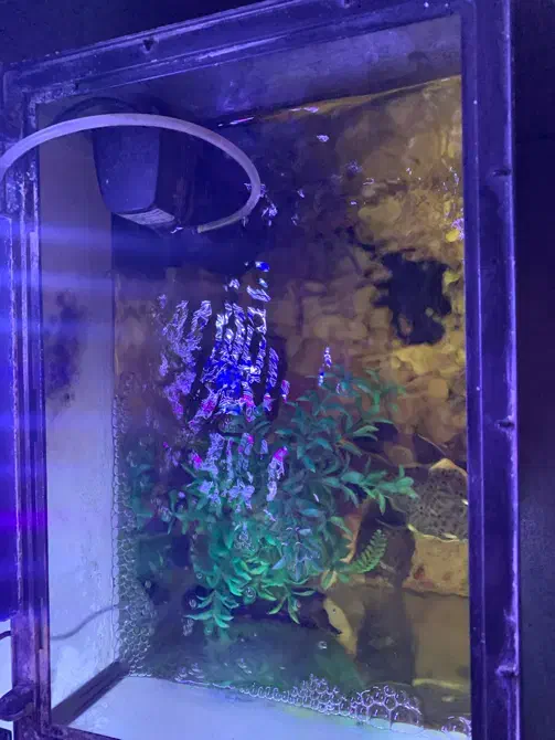 آکواریوم با لوازم و ماهی|ماهی|خاوران, |دیوار