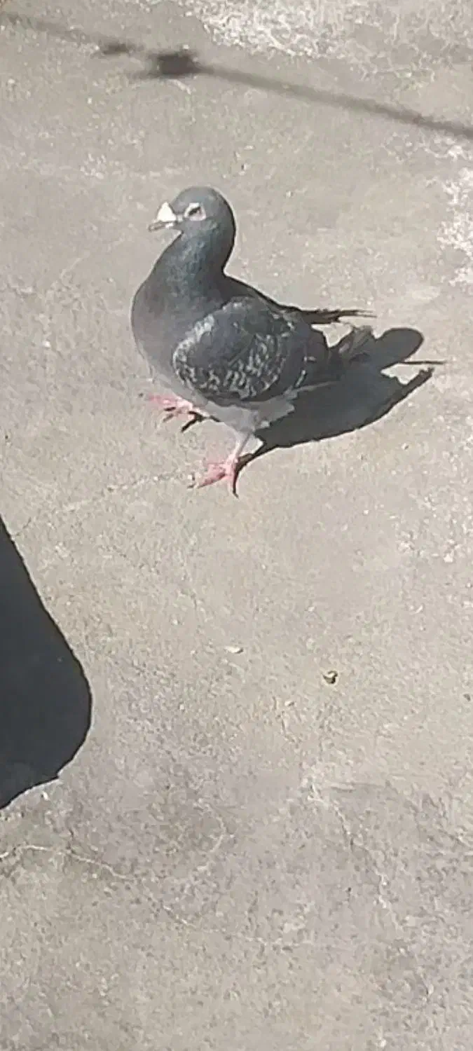 کبوتر سنگی|پرنده|سراوان, |دیوار