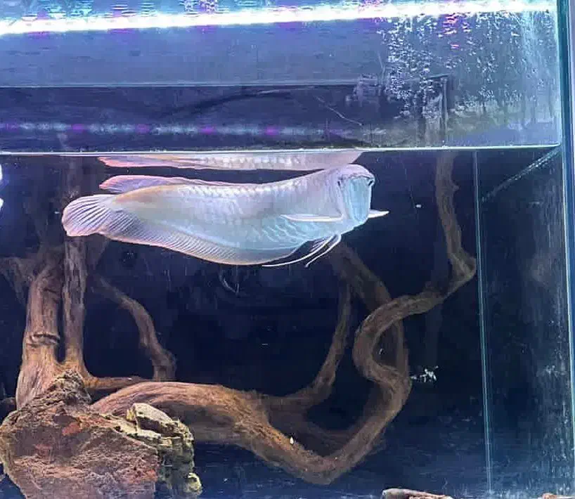 ماهی سیلور آروانا|ماهی|قم, پردیسان|دیوار