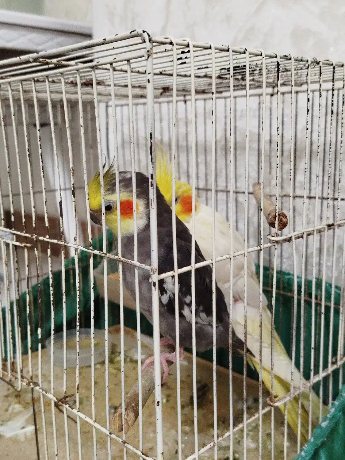 عروس هلندی|پرنده|لنگرود, |دیوار