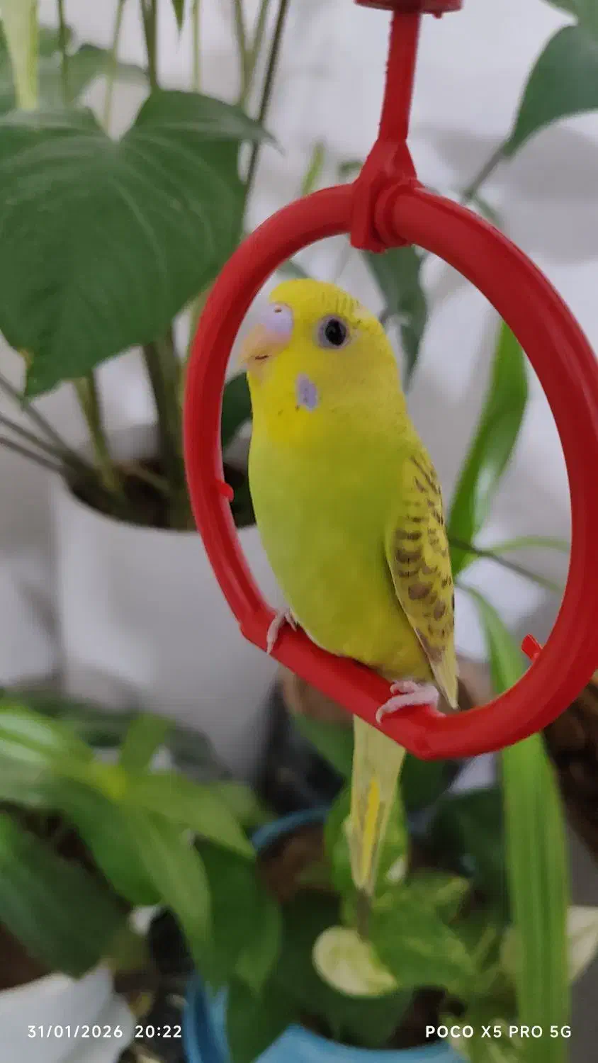 مرغ عشق دستی|پرنده|شیراز, شهرک ترکان|دیوار