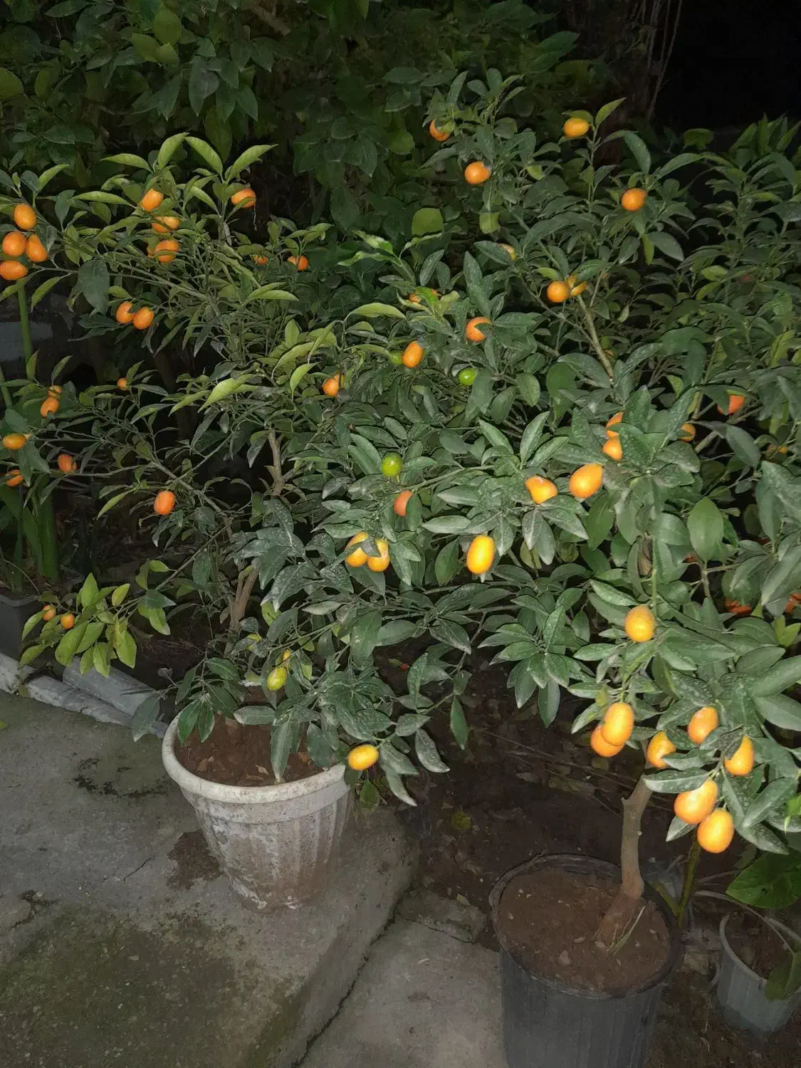 دوگلدان کامکوات دوگلدان یوکا|گل و گیاه طبیعی|تنکابن, |دیوار