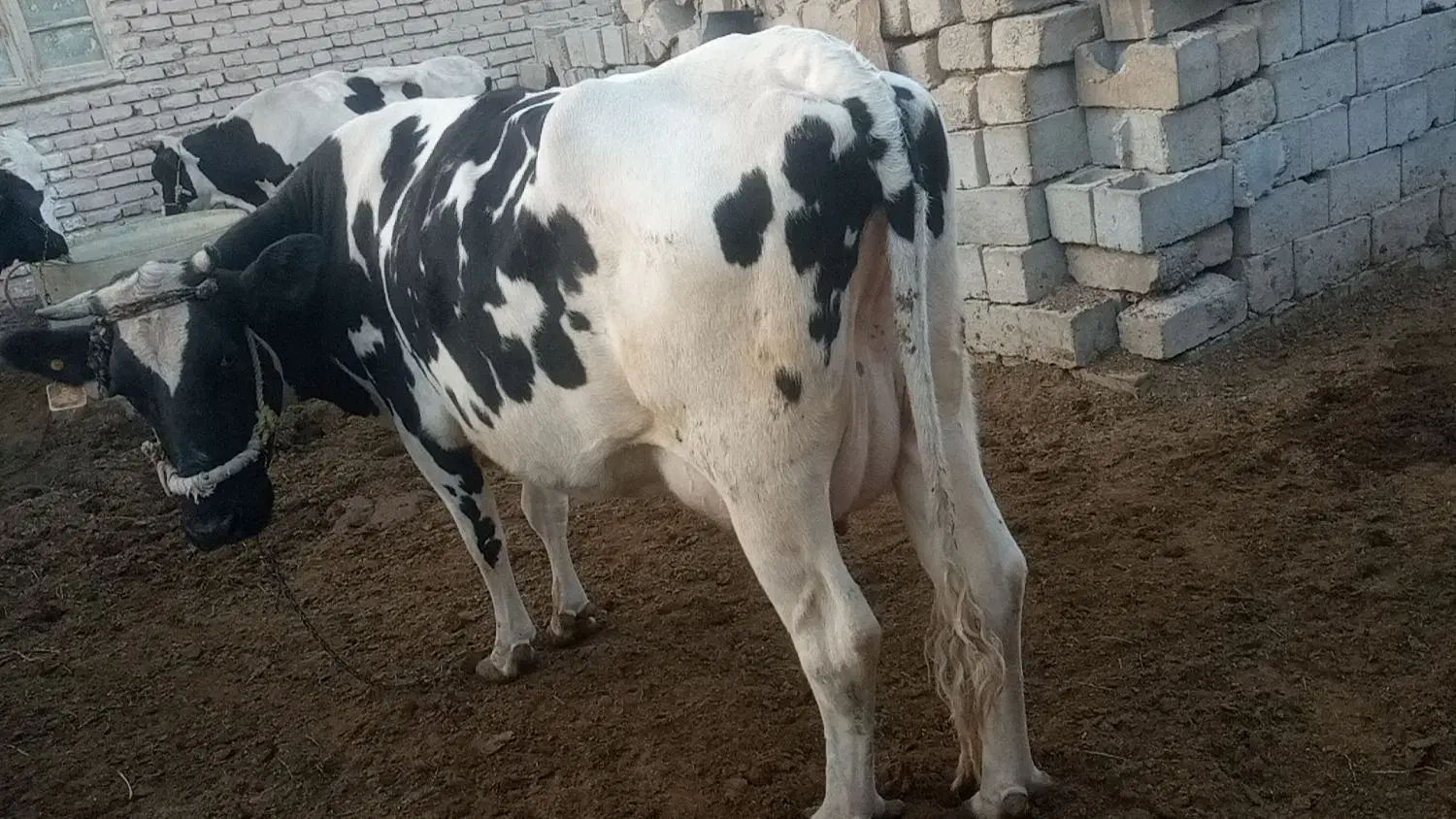 گاو زاییده شیری وچرم شیر با گوساله|حیوانات مزرعه|هیرمند, |دیوار