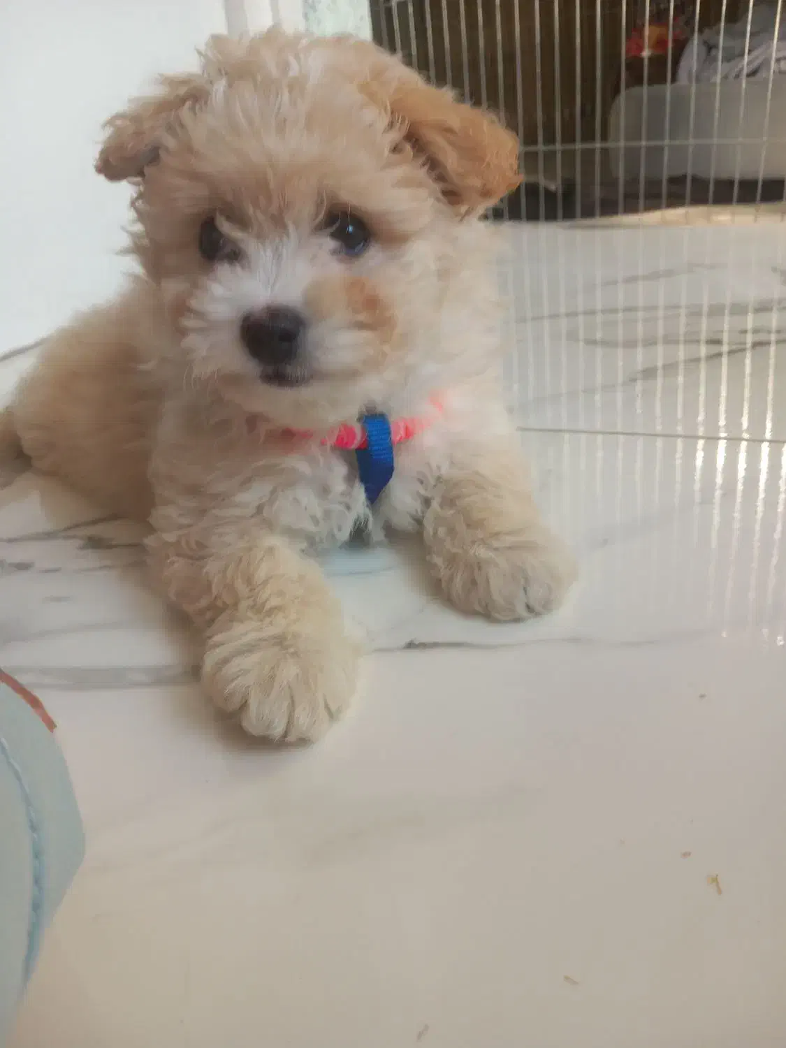 سگ پودل|سگ|اسلامشهر, شهرک واوان|دیوار