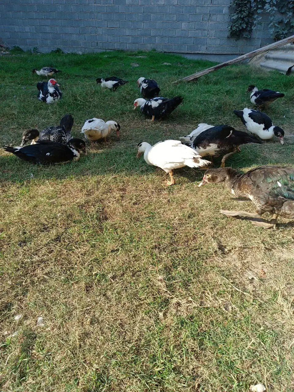 اردک|حیوانات مزرعه|گمیشان, |دیوار