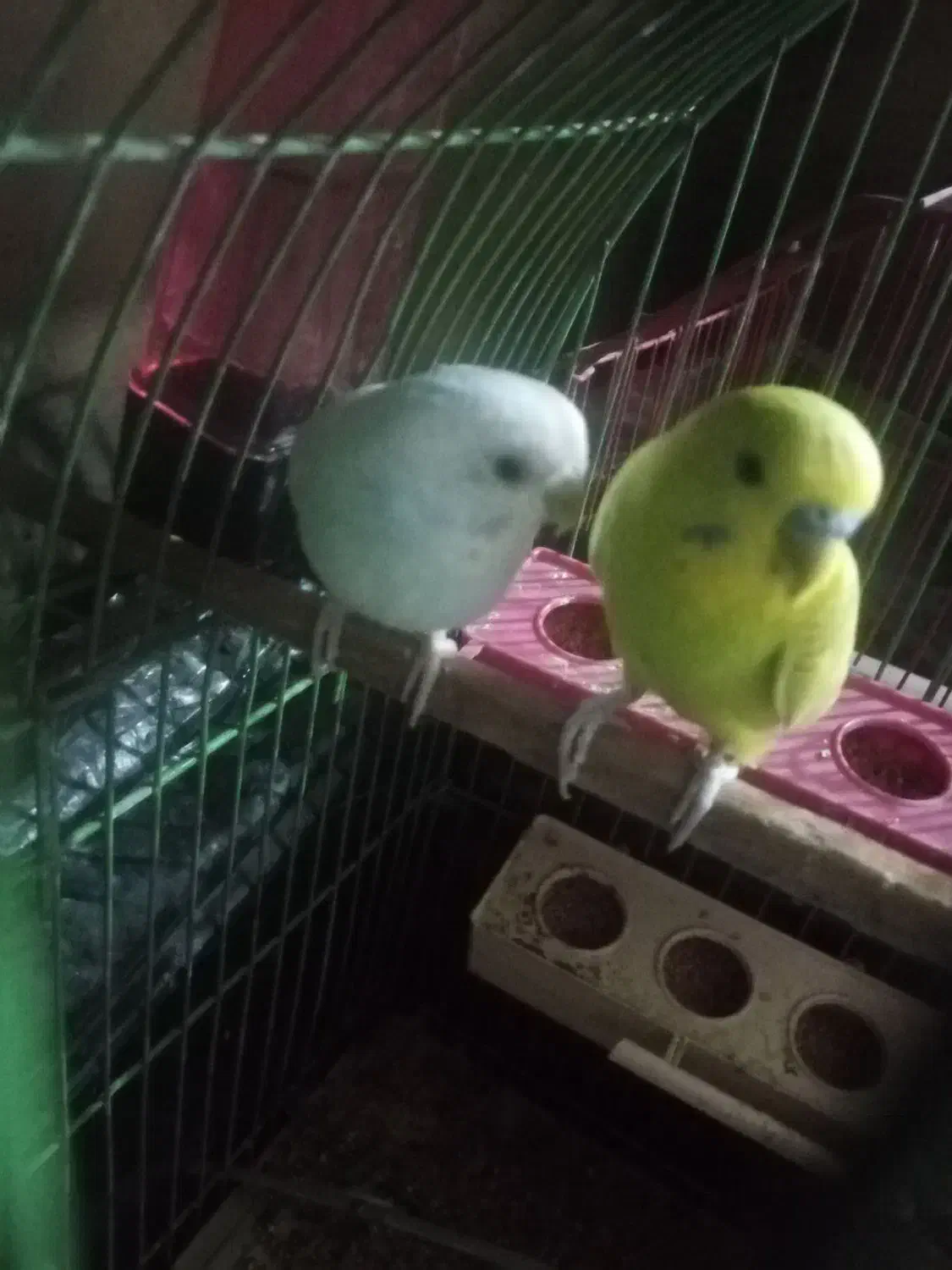 مرغ عشق فروشی|پرنده|ایرانشهر, |دیوار